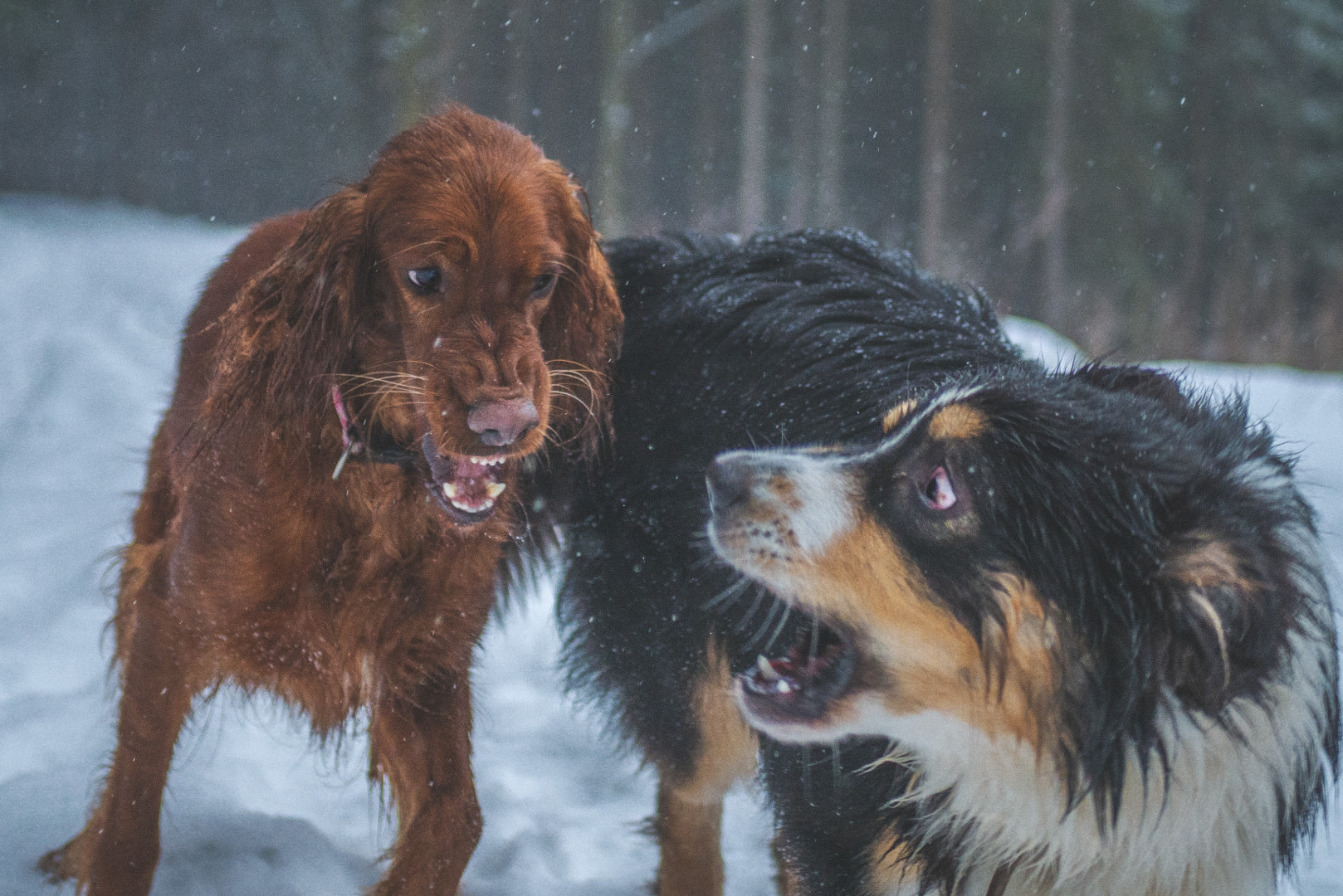 samuelmolnar.emoceokamziku